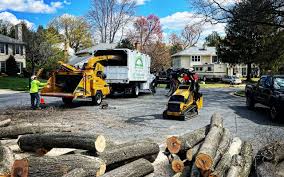 Best Emergency Tree Removal  in Lifornia City, CA